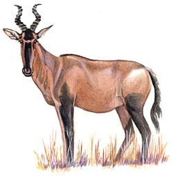 Rooi Hartebeest