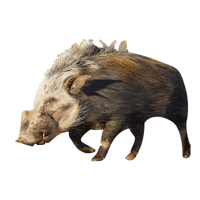 Bush Pig