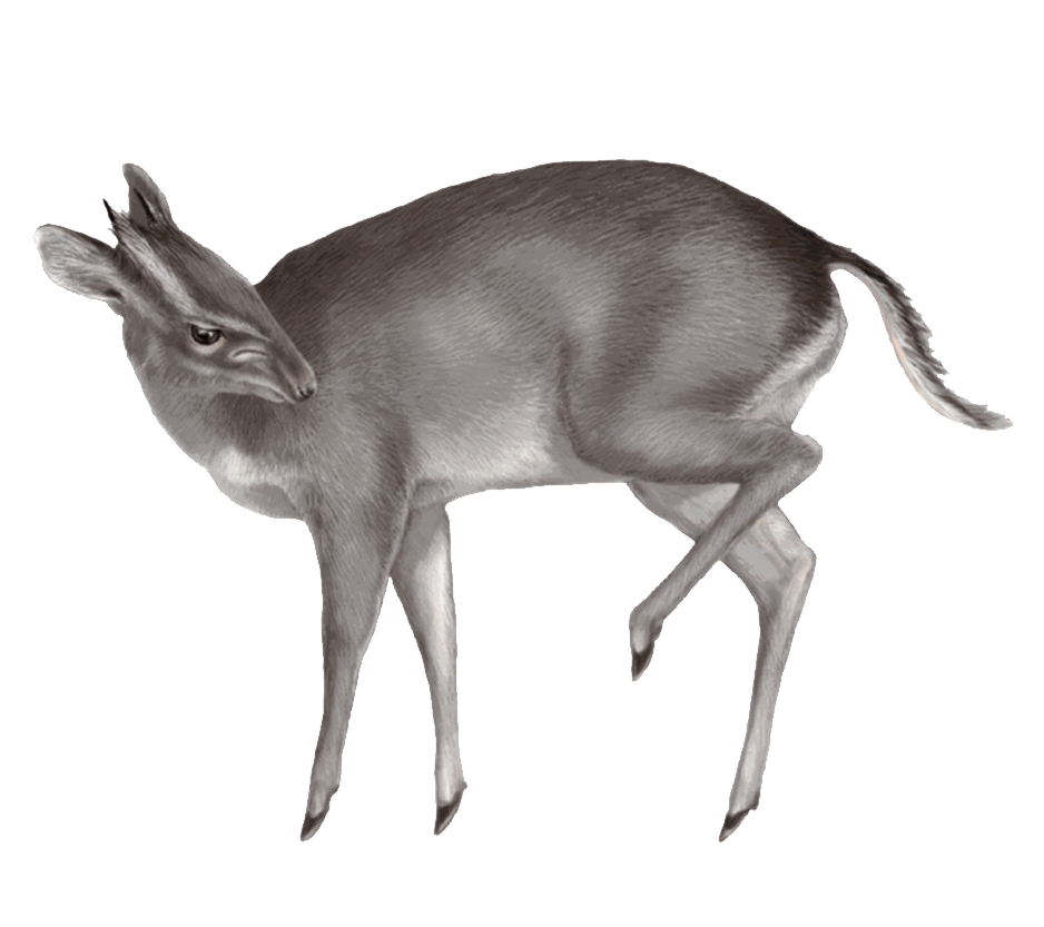 Duiker