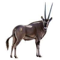Gemsbok