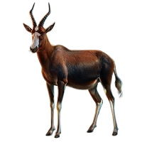 Blesbuck - Common