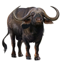 Buffel