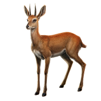 Steenbuck