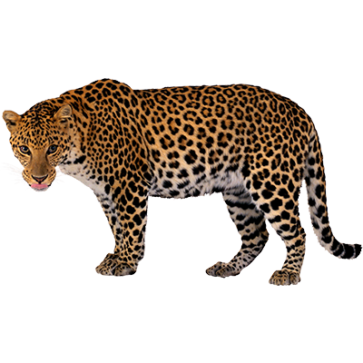 Leopard