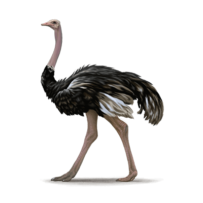 Ostrich