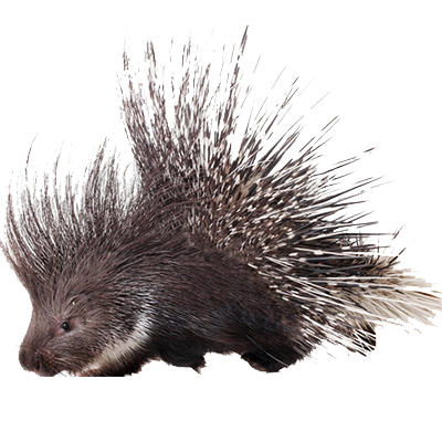 Porcupine