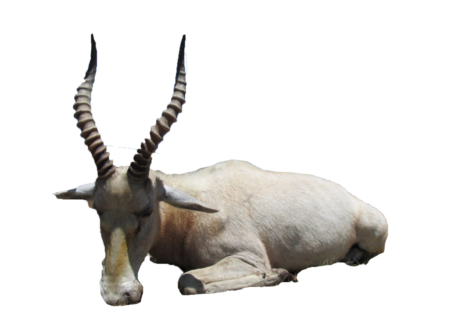 Blesbuck - White