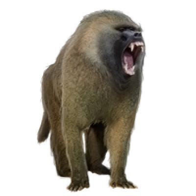 Baboon