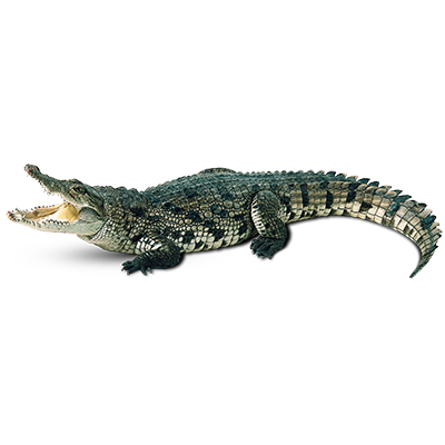 Crocodile